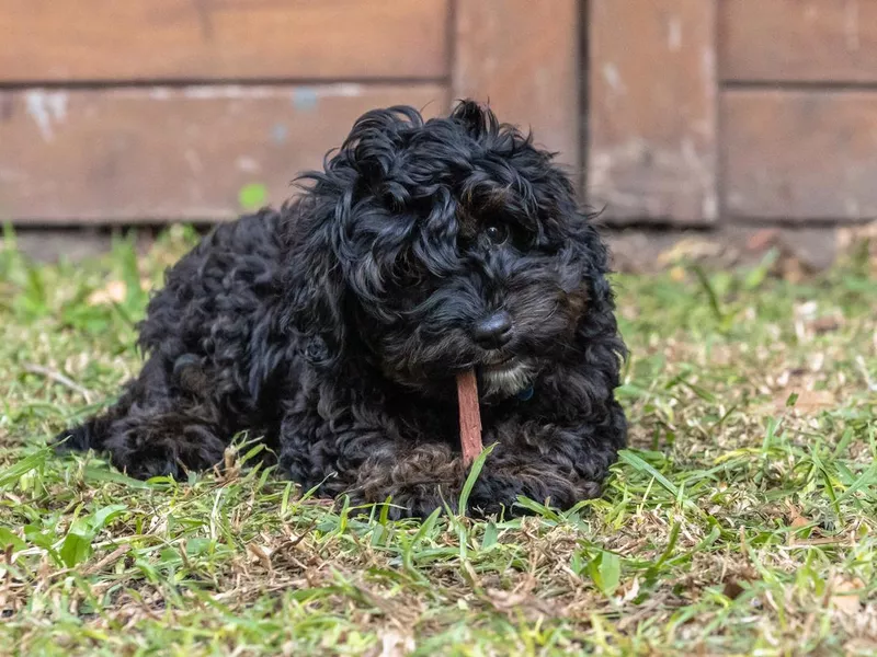 Black Cavoodle Puppy lying on grass chewing a stick