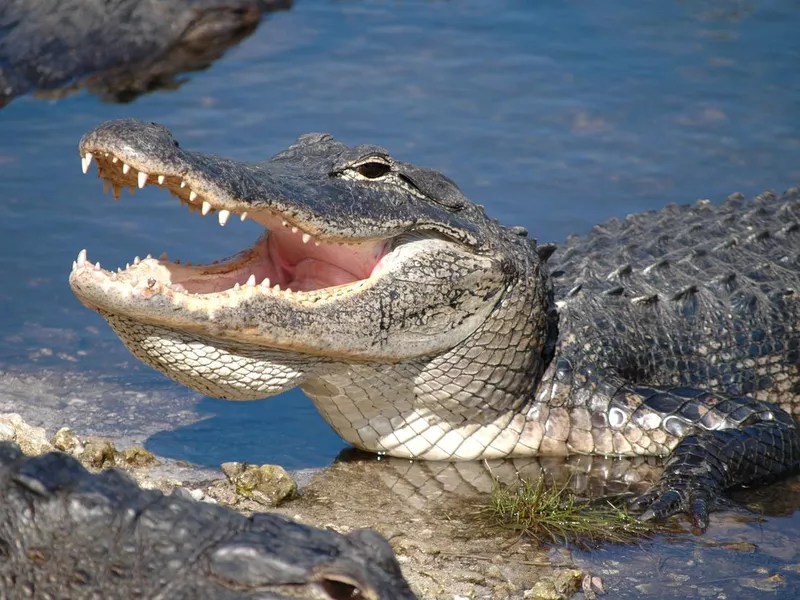 Close up on the alligator getting out of the water