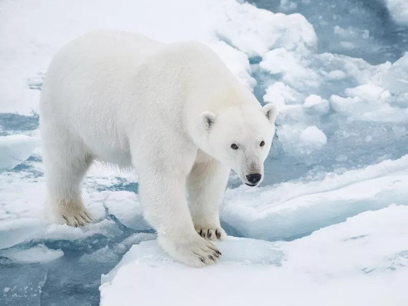 Polar Bear on Pack Ice