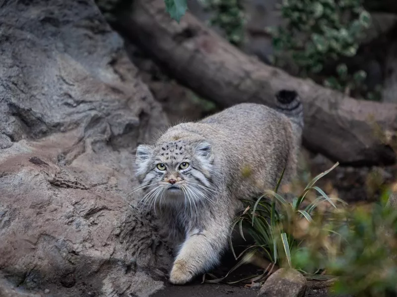 Pallas Cat Prowling
