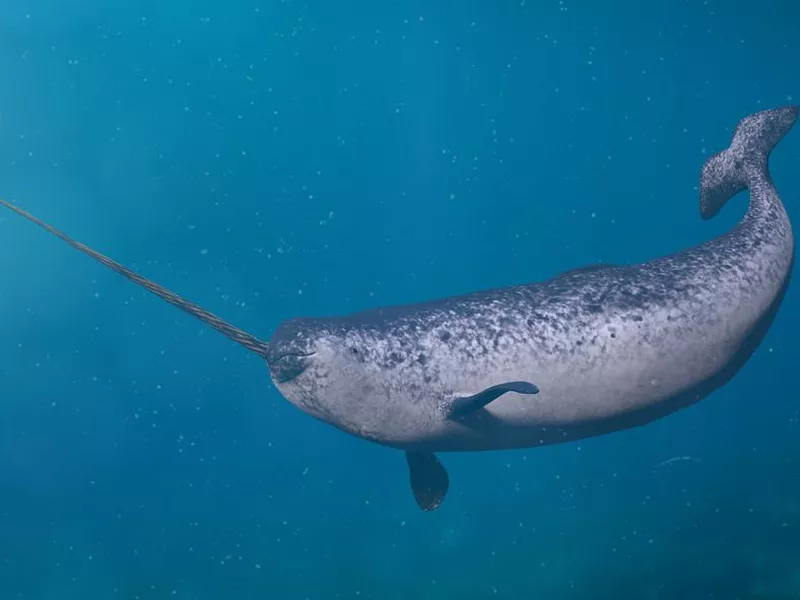 Narwhal, male Monodon monoceros swimming in the ocean water