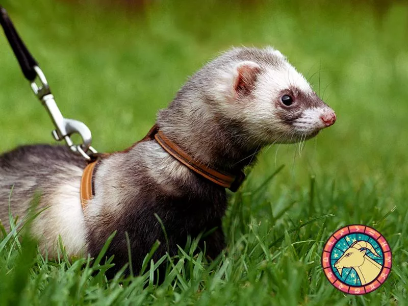 Ferret