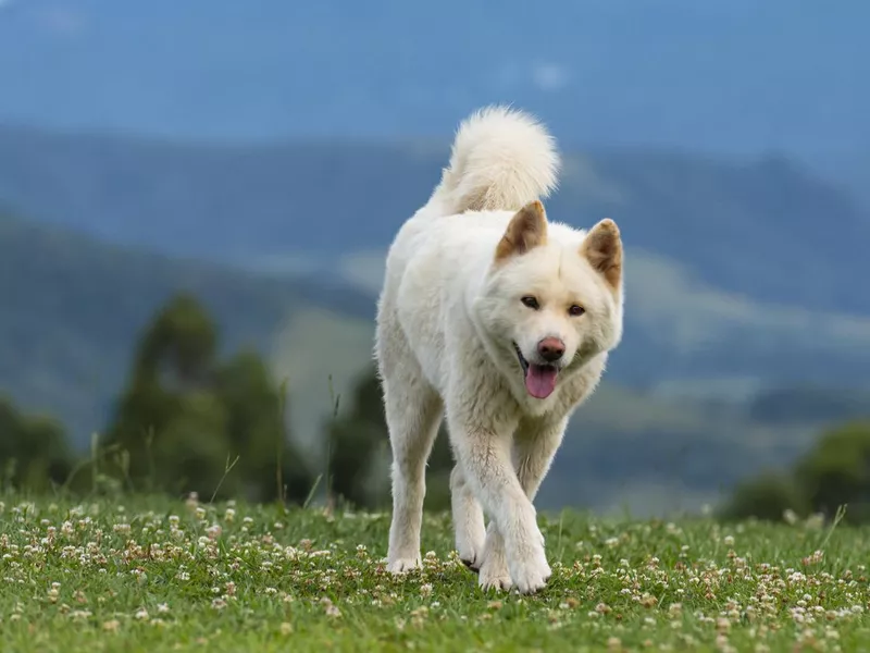 Akita dog