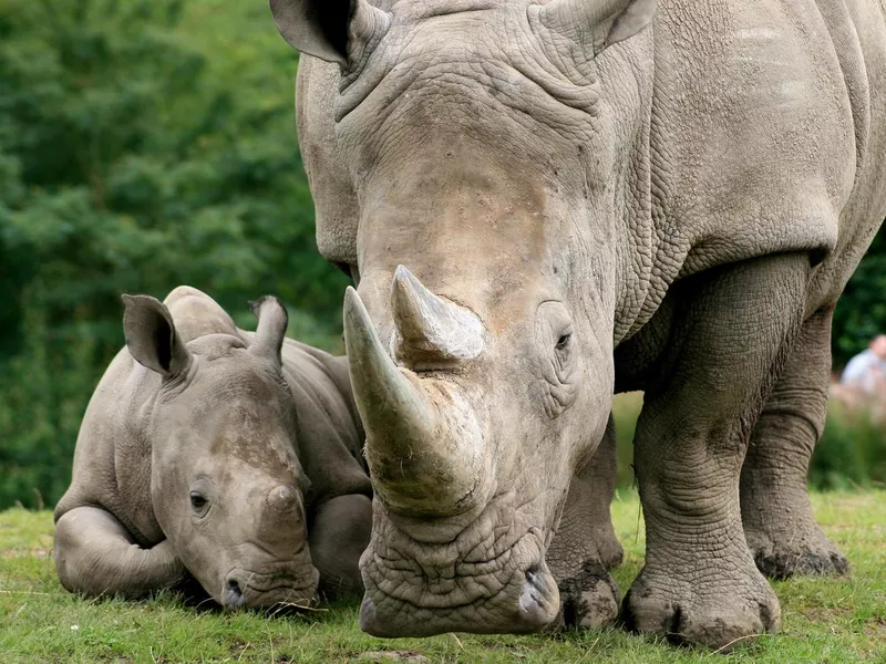 White rhinoceros mother and calf