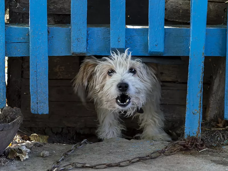 Dog outside looking through a fence
