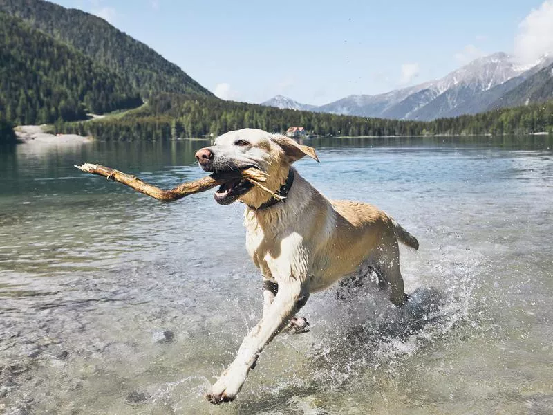 Labrador retriever
