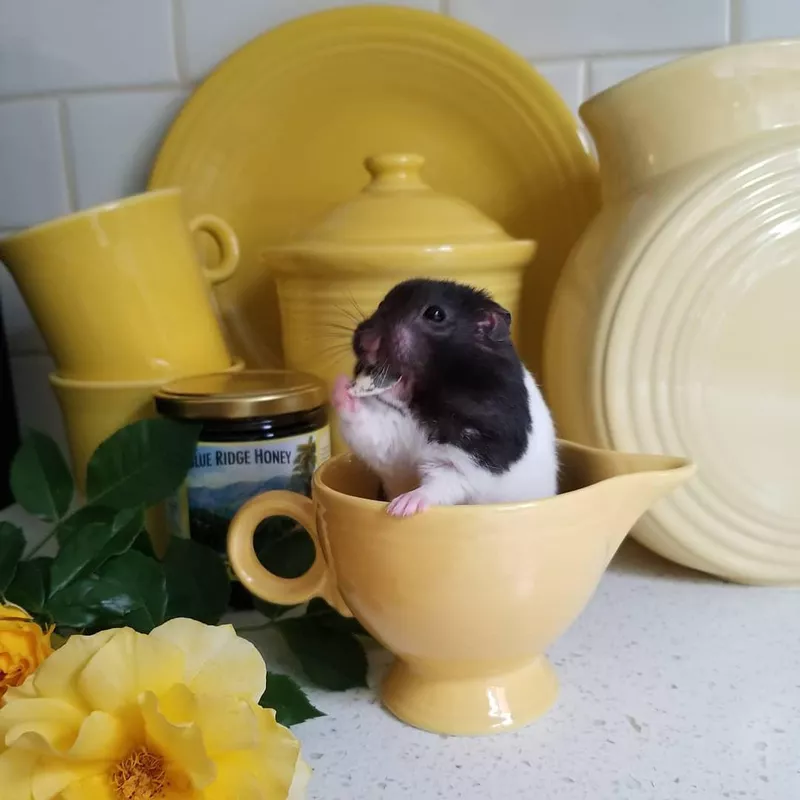 Campbell's Russian Dwarf Hamster
