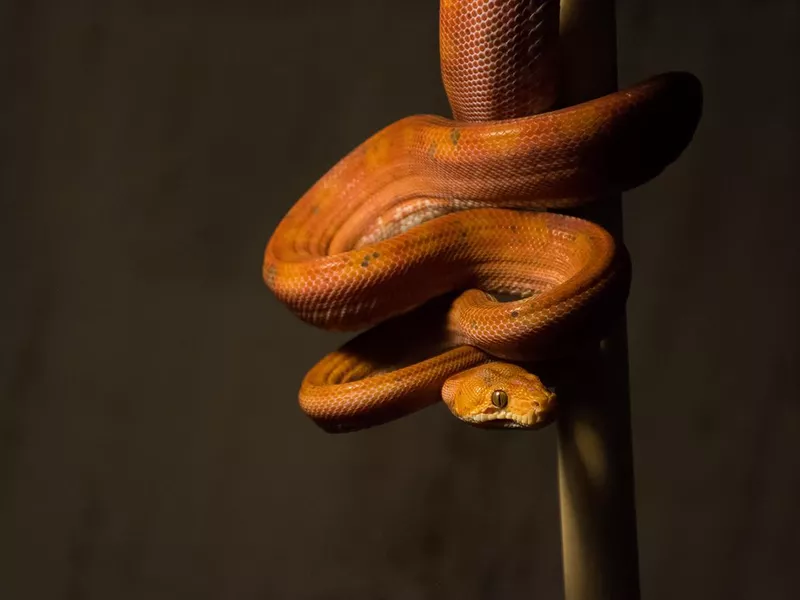 Snake