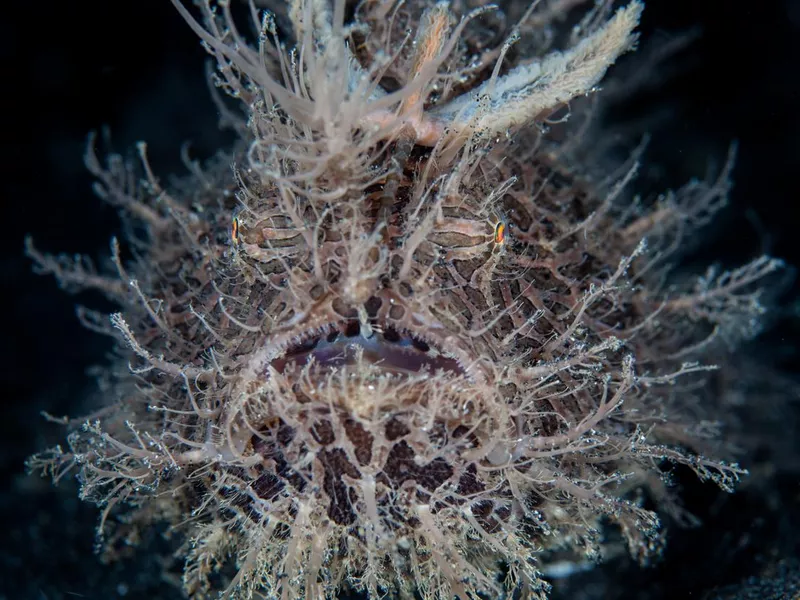 Hairy Frogfish