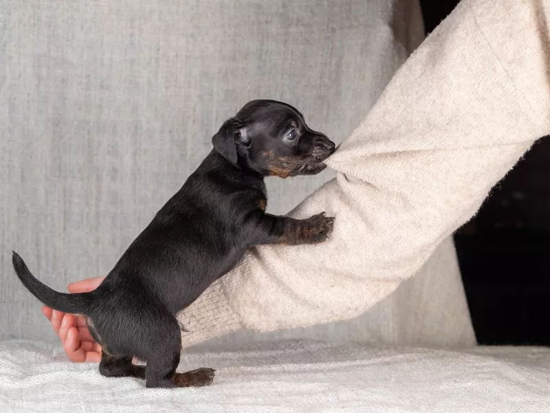 Puppy biting