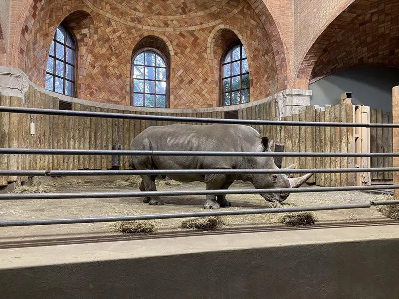 Rhino