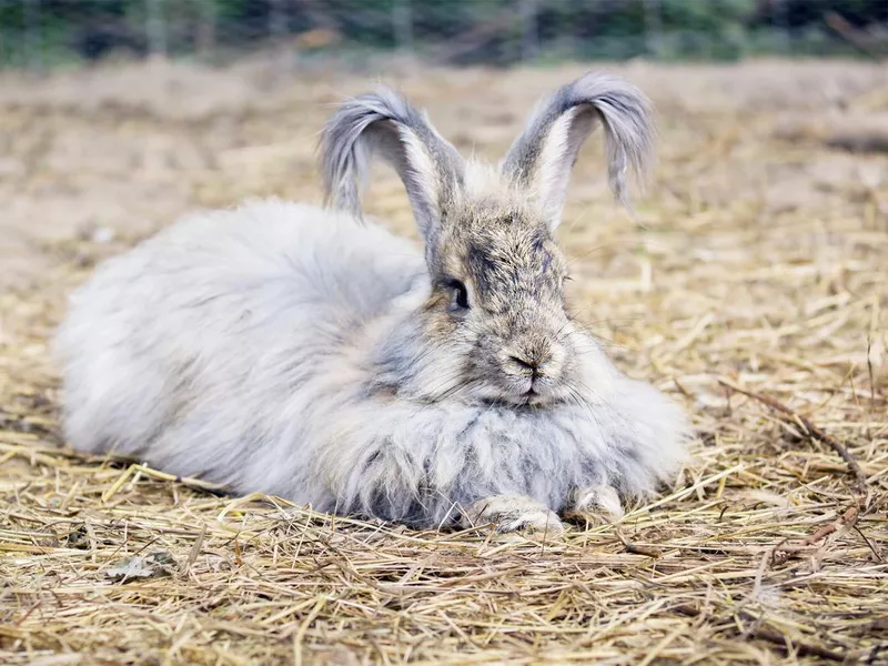 An angora rabbit relaxing