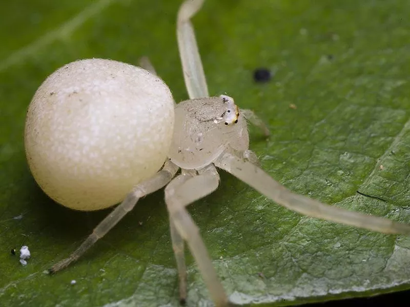 White Widow Spider