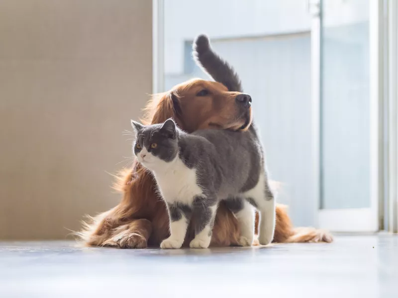 Golden Retriever dog and British short-haired cat
