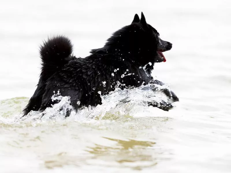 Schipperke running