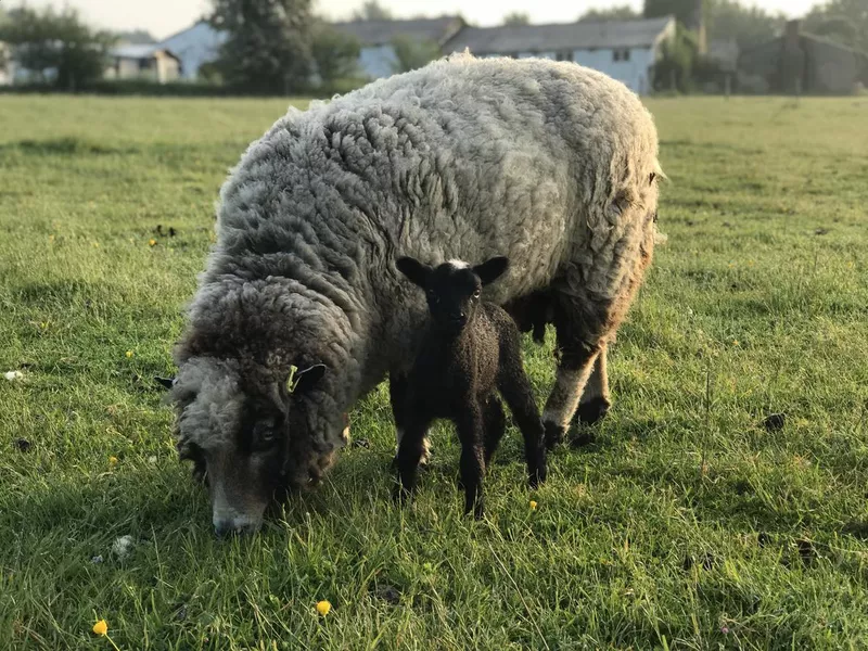 Sheep with Lamb grazing