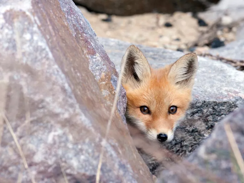 Red fox pup