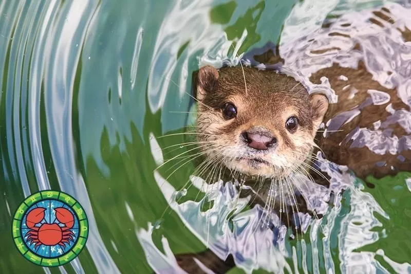 Otter