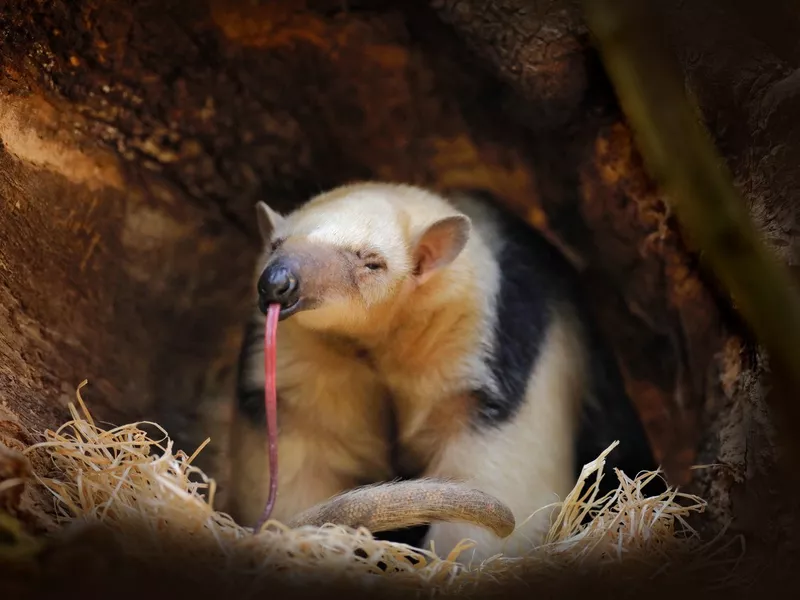 Southern Tamandua