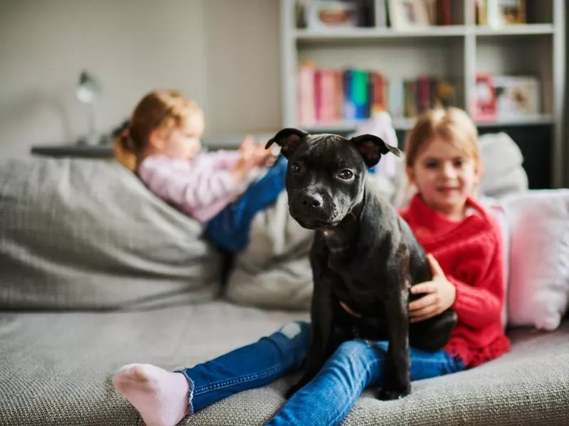 Children and a small pit bull dog