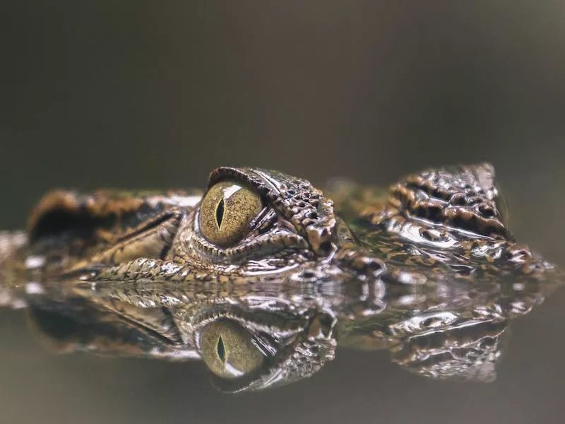 Croc