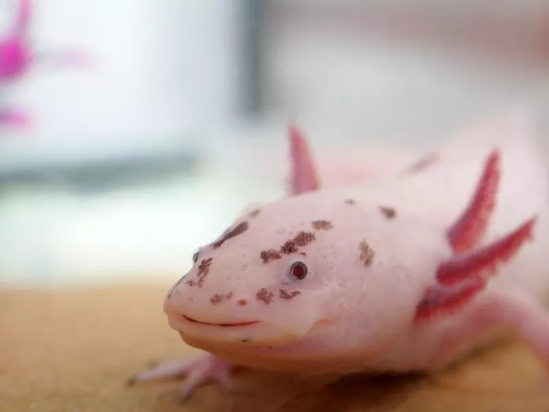 Axolotl headshot