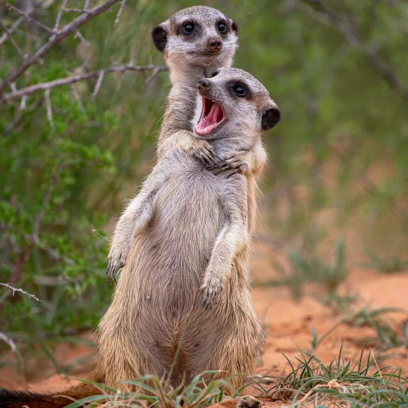 Africa Carnivora Carnivore Herpestidae Kalahari Kalahari Trails Kalahari Trails Nature Reserve Meerkat Northern Cape South Africa Suricata suricatta Suricate