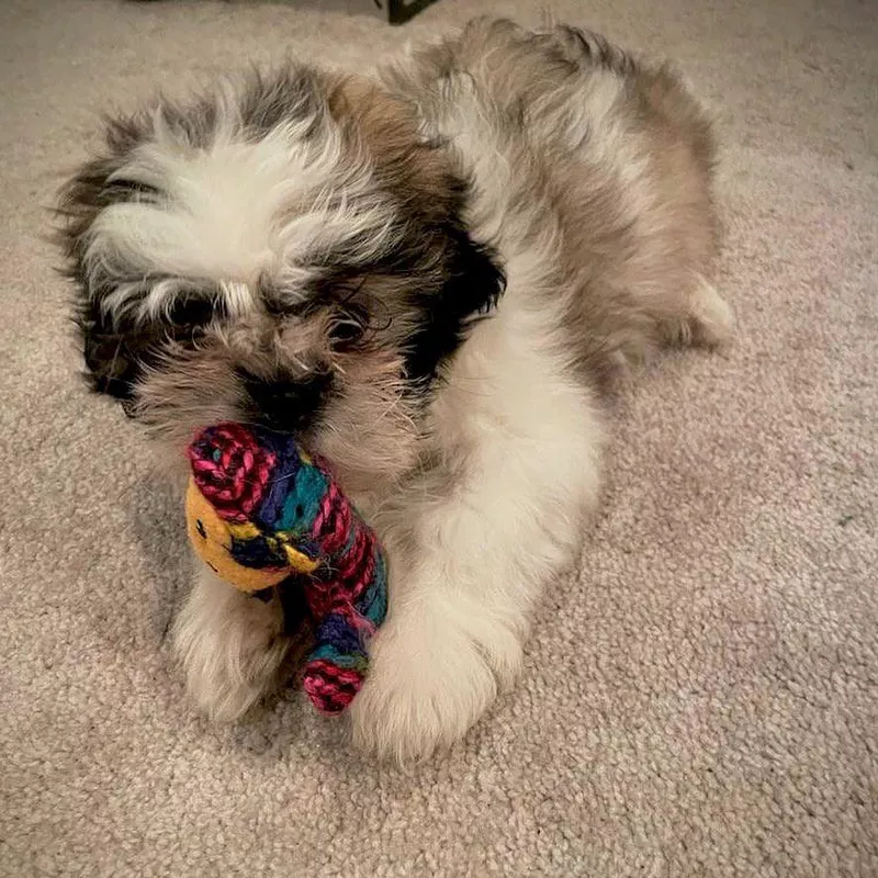 Fluffy Shih Tzu