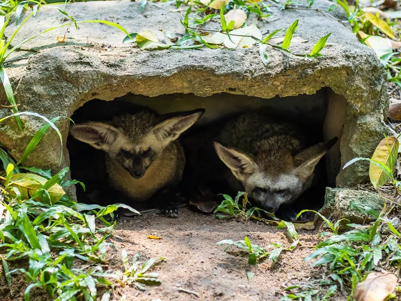 two Fennec foxes