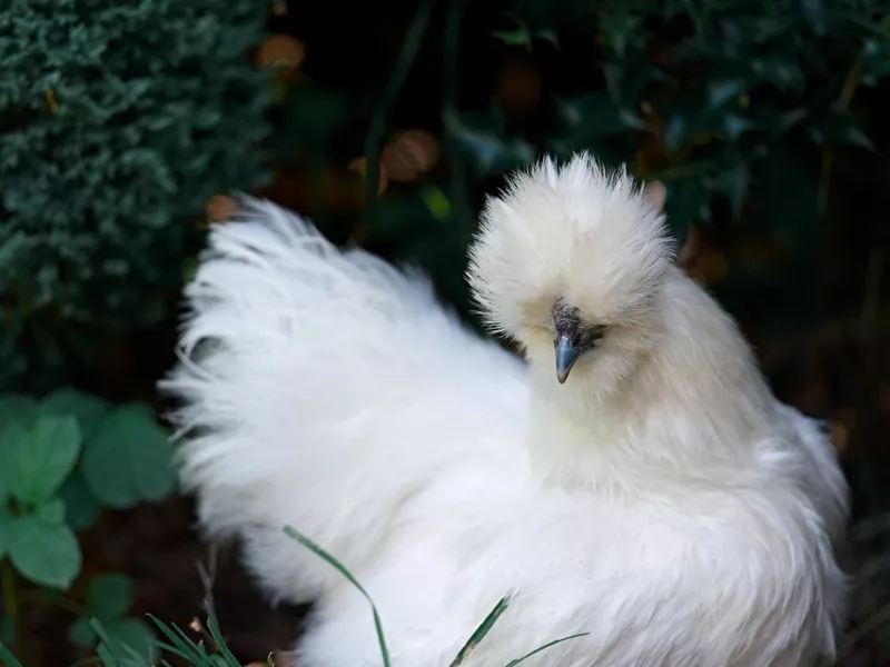 Very fluffy white Silkie chicken