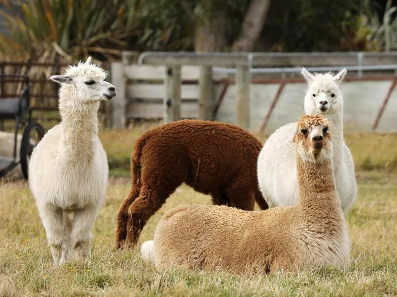 Alpacas in New Zealand