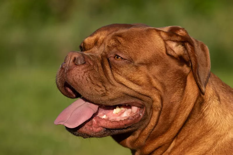 Dogue de Bordeaux -— French mastiff