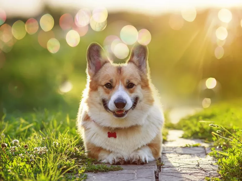 Corgi lies in a summer sunny garden among the brilliant sun glare and rays