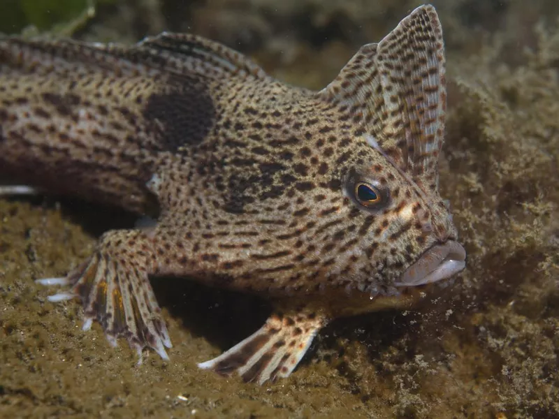 Spotted Handfish