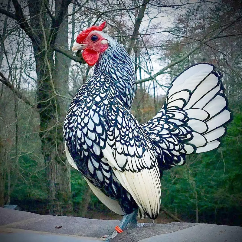 Sebright standing tall