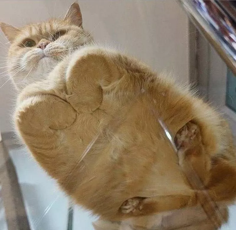 A cat looking down through a glass table