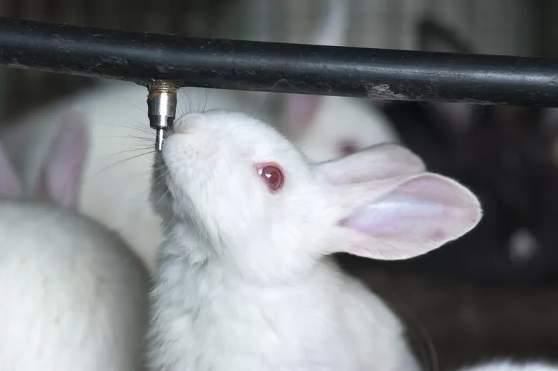 Bunny rabbit drinking