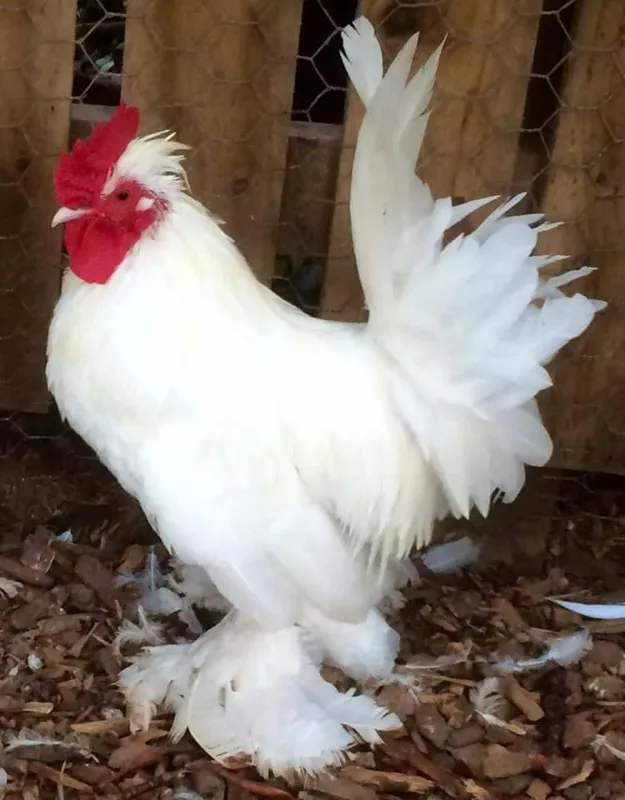 The ornate Burmese Bantam