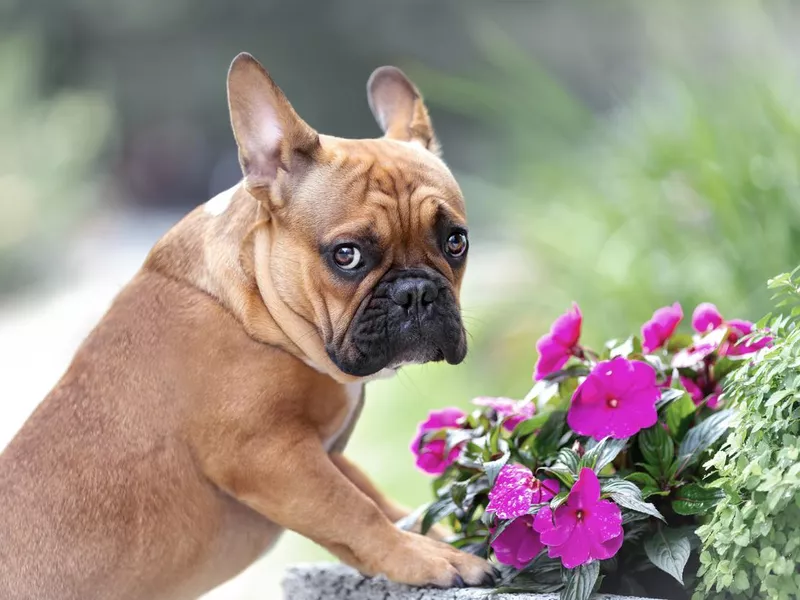 French Bulldog