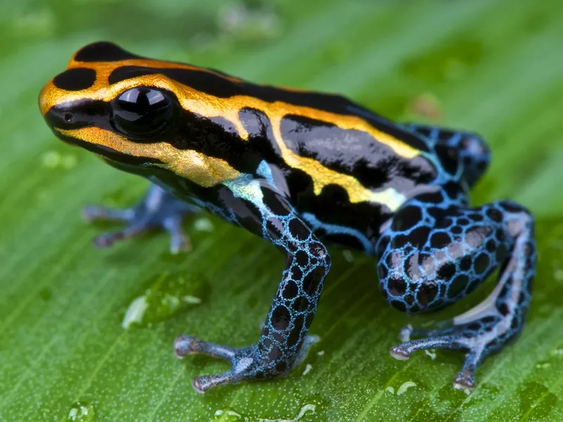 Amazon dart frog
