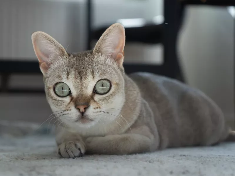 Singapura cat lying on the floor