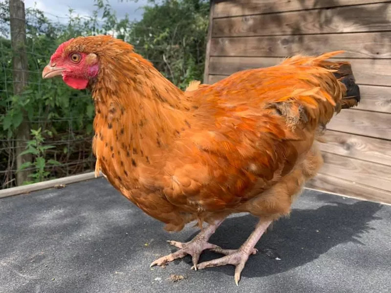 Reddish Old English Pheasant Fowl