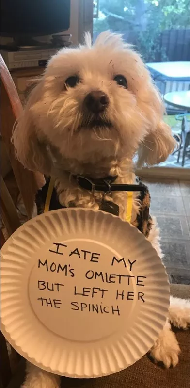 Maltipoo in trouble