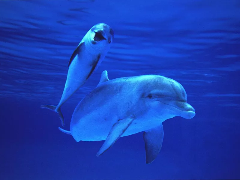 Mother and Calf