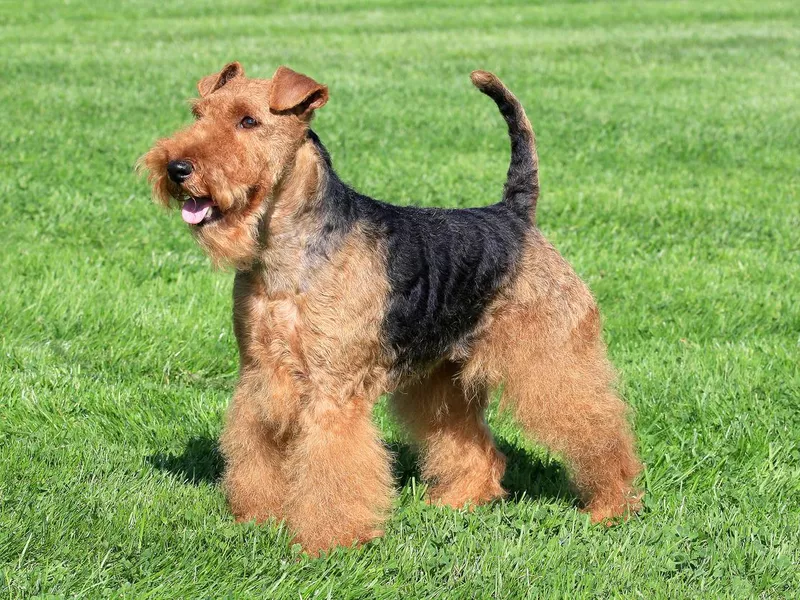 Welsh Terrier