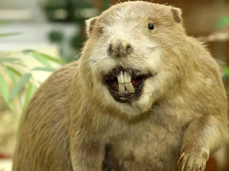 beaver