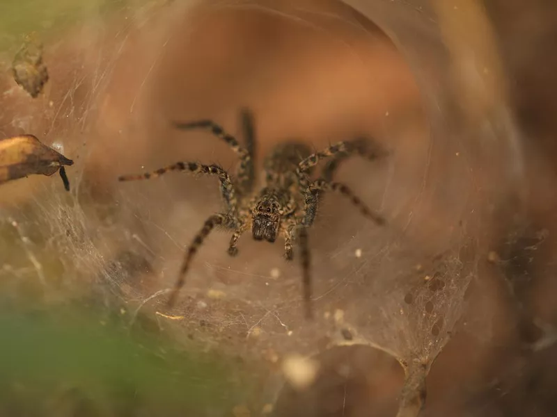 Trapdoor Spider