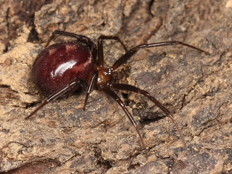 Cupboard Spider