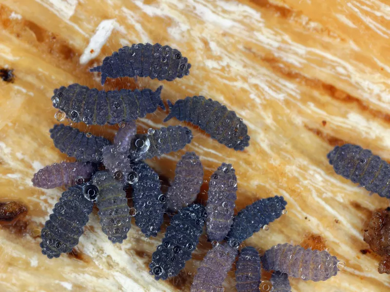 Springtails, Order Collembola. Group under the bark.