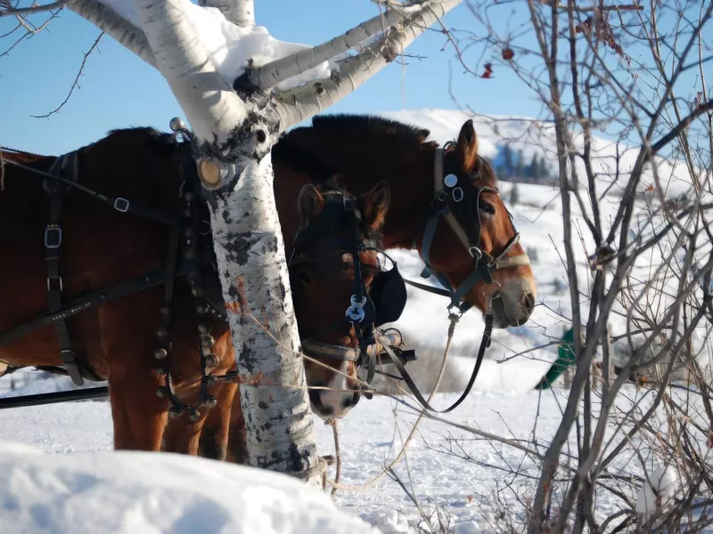 Percheron Sleigh Horses
